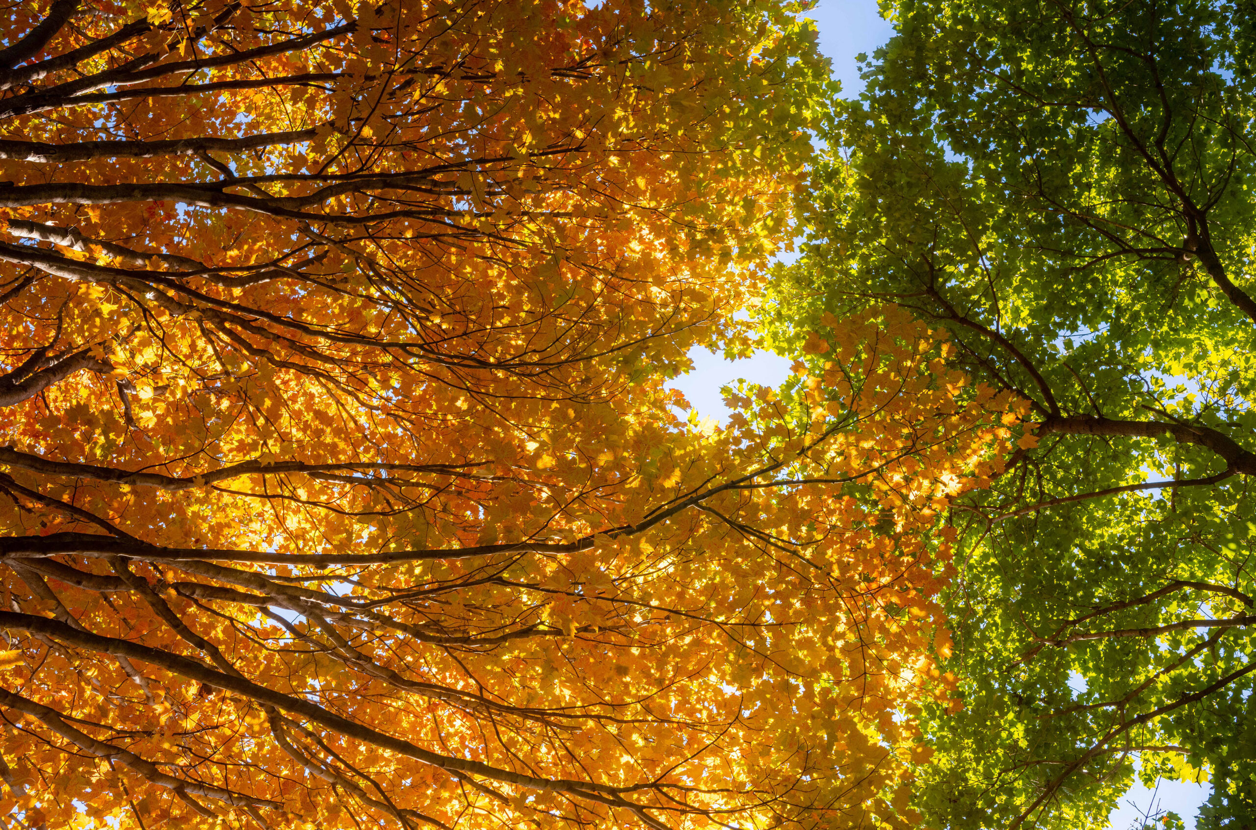 A tree canopy of yellow and green leaves with sunlight peeking through