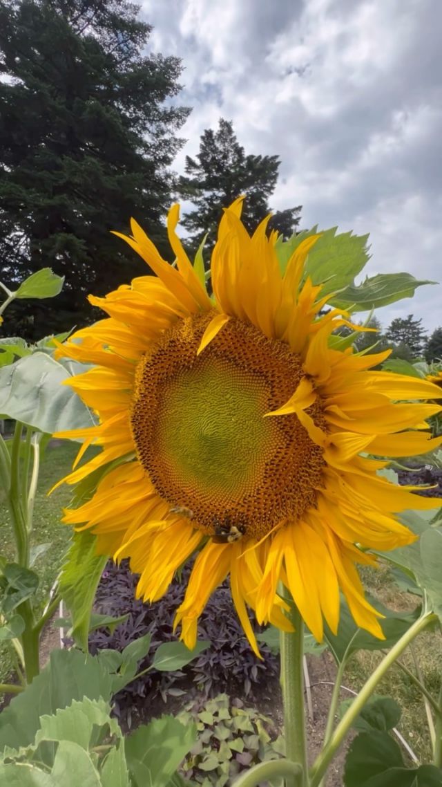 Lunch is served (if you're a bumblebee)! 🐝🌻

The abundance of summer color, like these enormous sunflowers beaming in bright yellow, attracts all sorts of wildlife this time of year—including plenty of our buzzing friends.

#Helianthus annuus 'Mammoth' #plantlove