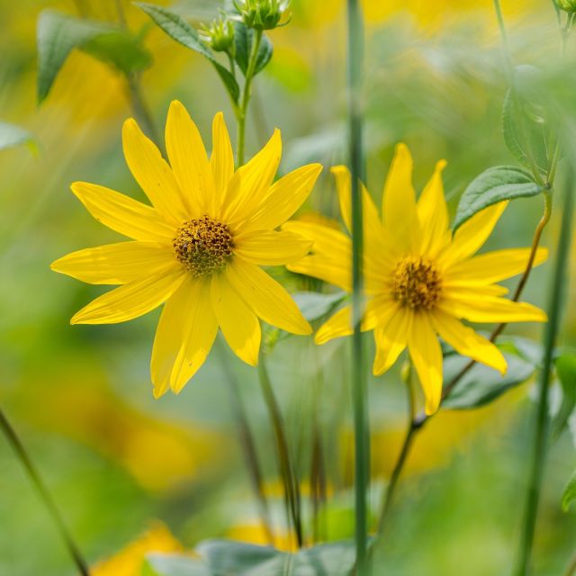 The Plant Doctor is in! 🌱💚

We're taking your home gardening and houseplant challenges and getting our NYBG experts' input. Reply with your question by Thursday morning. On Friday we'll follow up with answers, helping you keep your plants—like these Helianthus in the in the Native Plant Garden—thriving.

#Helianthus divaricatus #plantlove