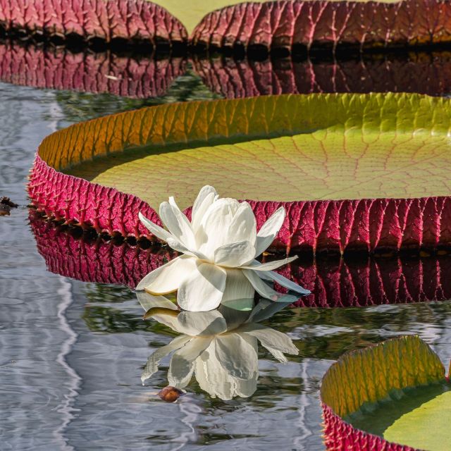 The Victoria amazonica water lilies may seem larger than life, but rest assured they're very real. 🪷

Soaking up the summer sun like enormous aquatic solar arrays, these giants are now on view in the Conservatory Courtyards, dwarfing their equally beautiful relatives in bloom. Don't miss it!

#plantlove
