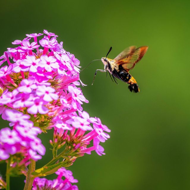 One of the most exciting (and even alien) insects that visits us in the summer is the hummingbird hawk-moth—a mimic that pretends to be a hummingbird as it flits from flower to flower. And now is the time to spot them in our region!

Keep your eyes peeled in the Home Gardening Center, Perennial Garden, Native Plant Garden, and elsewhere around NYBG this summer as these unique and beautiful bugs go about their daily routines.

#Phlox paniculata ‘Jeana’ #plantlove