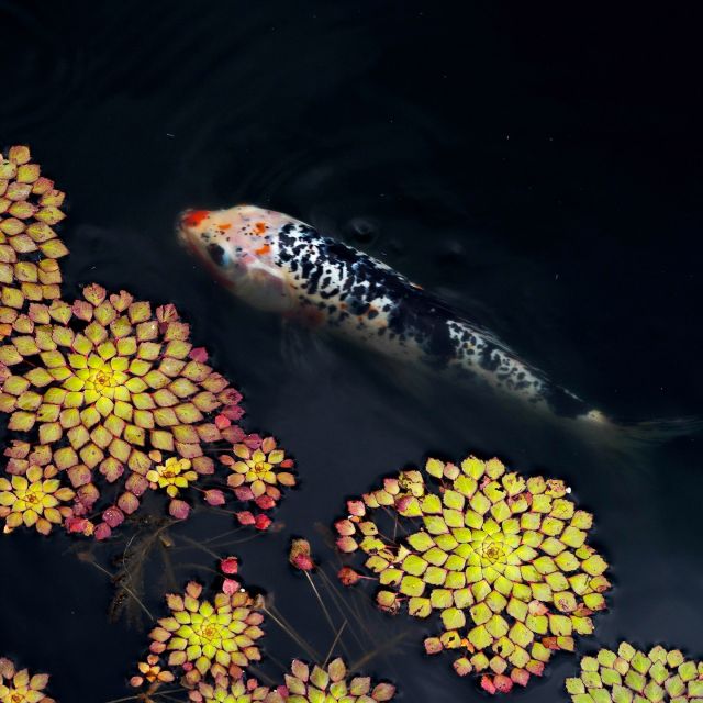 A curious koi fish keeps it cool in the Conservatory Courtyard Pools as summer's beauty fills these much-loved collections. 🐟

We know some of you have given our friendly fishes names—sound off in the comments if you've got a good one for this finned friend!

#Ludwigia sedioides #plantlove