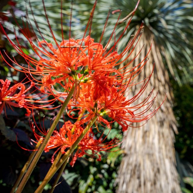 Fall color isn't just about the changing of the leaves, as these stunning spider-lilies along the Ladies' Border so cheerfully demonstrate. 💐

Which fall blooms are you looking forward to most? 🔍👀

#Lycoris radiata 'Fire Engine' #plantlove