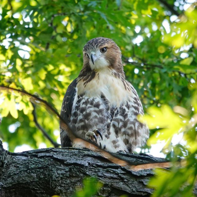 Wildlife is always on the move across our 250 acres, and this year the red-tailed hawks were especially busy—with two nests that saw quite a bit of activity this year! 🦅

Hit the link in our bio to hear from Pat Gonzalez, our resident bird photographer extraordinaire and Visitor Services attendant, as she shares her experiences photographing this year's raptor parents at work, their ups and downs, and her love of birding.

#birding #plantlove