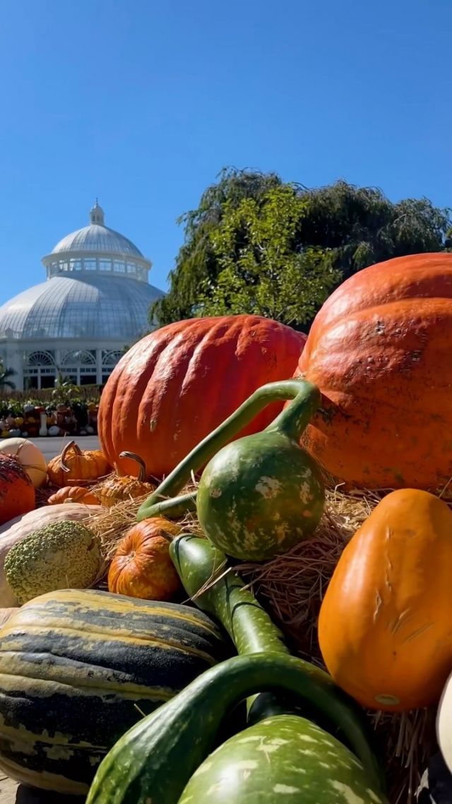 There’s hocus pocus in the air as October comes to the Garden—along with hundreds of pumpkins in all shapes and sizes! And what better way to welcome spooky season than to the tune of the Sanderson Sisters flying their brooms overhead? 🎃🧙‍♀️🕷
 
Fall-O-Ween at NYBG makes our 250 acres POP with ghouls and gourds, frights and foliage, and plenty of chances to soak up the beauty of this changing season. Break out your autumn coat and join us throughout the month for the blooms of Kiku in the Haupt Conservatory, a weekend pumpkin carving face-off with some of the region’s best artists, fall cooking (and tasting!) demos, after-dark adventures for all ages, and of course the return of some of the world’s largest pumpkins as Halloween nears.
 
Fall is just getting started, but it’ll be gone before you know it. Hit the link in our bio to learn more, and be sure to bring your costume—witches are welcome!
 
#HocusPocus #FallOWeen #plantlove #pumpkins
@bettemidler @sarahjessicaparker @kathynajimy