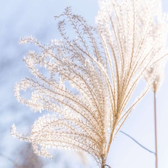 The beauty of winter is diverse in its presentation, and a trip through the Garden provides countless moments to enjoy—whether you're admiring the airy seedheads of Japanese silver grass, catching the golden hour light of the sun through dried hydrangeas, or glimpsing the world of water lilies resting just below a layer of crystal-clear ice.

Take a moment in your day to stop and take in the natural world around you. ❄️🍁

#Miscanthus sinensis var. condensatus 'Cosmopolitan'
#Hydrangea paniculata 'Dharuma'
#Nymphaea