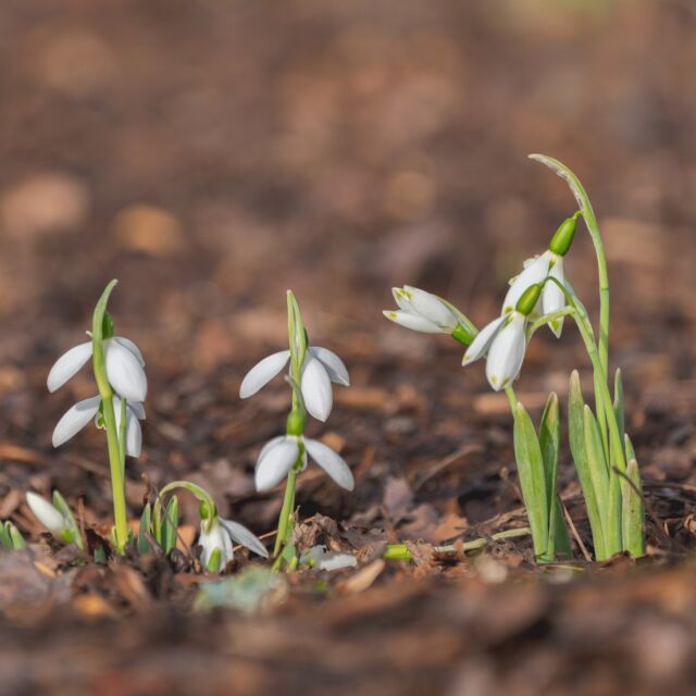 With January's arrival come some of winter's most beloved flowers (yes, flowers!)—the snowdrops. These beauties bloom just when you're expecting nothing but fields of snow, with their shy, bell-like flowers poking up to remind us that even in the coldest months, nature is thriving. 

Look for them on your journeys through the Perennial Garden, Azalea Garden, and popping up to surprise you in spots throughout our 250 acres this winter.

#Galanthus #plantlove