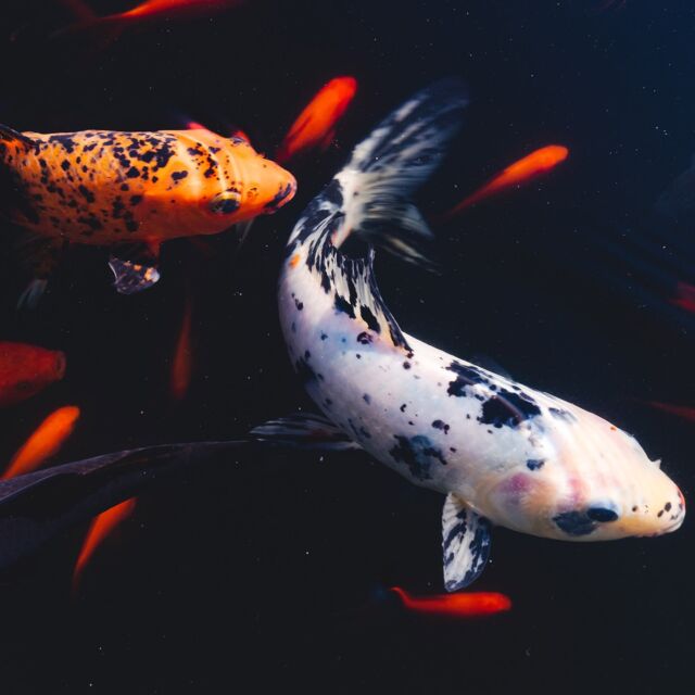 The uncharacteristically warm weather we've had lately has given the koi in our Conservatory Pools the opportunity to swim in the sunshine in the middle of January, but we're often asked what happens to the fish when the pools freeze over. 🐟❄️

Thankfully, these resilient characters don't have to travel south for the winter. Koi naturally slow their metabolisms through the cold, and hunker down at the bottoms of the pools as the water's surface ices over. If you've been on the lookout for them lately, no worries! They'll be back to their usual swim routines come spring.