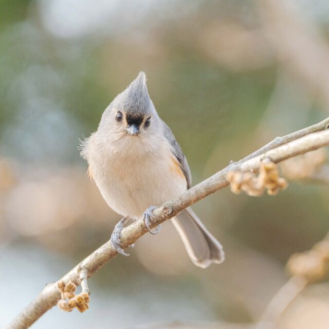 The tufted titmice are out in force this winter, bopping along the bare branches and adding energy and cheer to late January days at the Garden.

If you asked this one, it would probably tell you not to forget its beauty, pint-sized charm, and the many opportunities it offers to catch a perfectly photogenic bird in action. 🐦

What little birds have you seen at NYBG this winter?

#birding