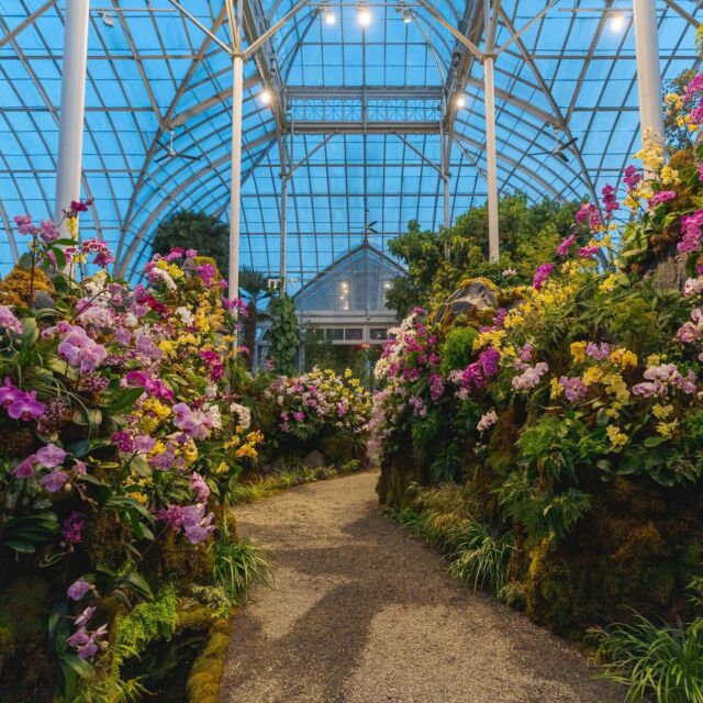 NYC's favorite floral evenings out are back starting this Saturday, March 18, with the return of Orchid Nights. ✨💃🌺

With music from @iamadaisong, a variety of foods for purchase, specialty cocktails on offer, and all the warmly lit beauty of The Orchid Show: Natural Heritage under the welcoming lights of the Haupt Conservatory, it's your chance to experience this year's hit exhibition from designer @lily_kwong after dark. Hit the link in our bio to get your tickets for upcoming dates in March and April, and don't forget your dancing shoes!

#OrchidNights #OrchidNYBG #LilyKwongNYBG