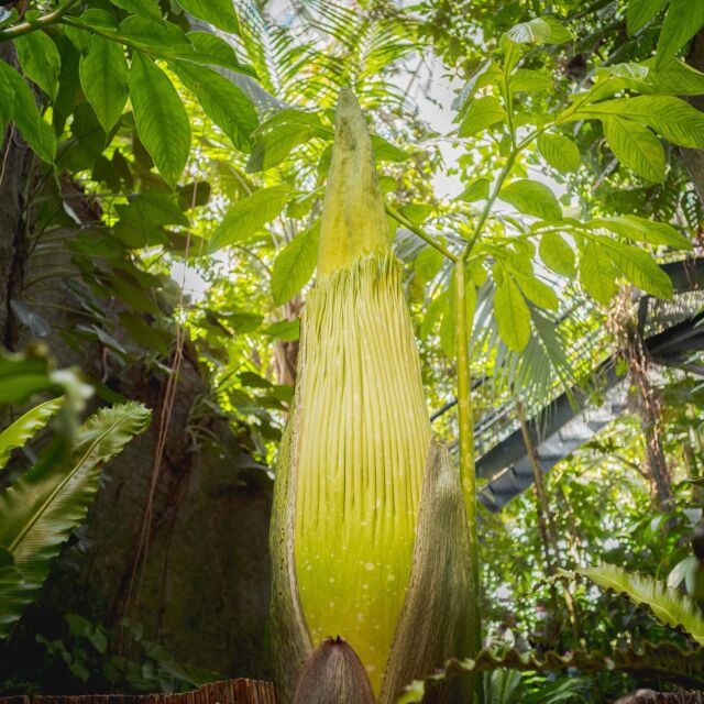 There's nothing quite like spring at the Garden, and we're marking the start of the season with a major announcement—a corpse flower is set to bloom at NYBG! 🌺🙌

Right now you'll find an Amorphophallus titanum on display in the Enid A. Haupt Conservatory, growing closer to its stunning (and smelly) grand reveal each day. And with The Orchid Show: Natural Heritage on view and earning rave reviews, there's never been a better time to visit our landmark glasshouse.

Hit the link in our bio to follow along with this unpredictable flower on our livestream, and stay tuned for further updates as we get closer to the big moment!

#Amorphophallus #corpseflower #plantlove