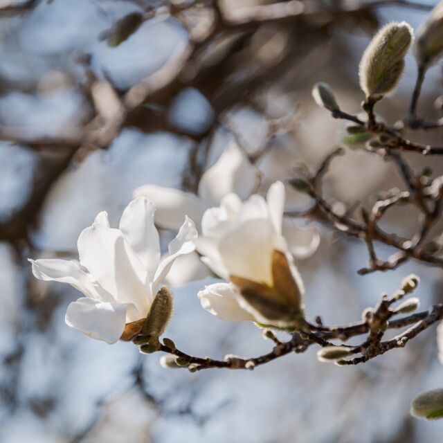 Rise and shine! The magnolias heard spring was in town and decided to roll out of bed. 🌞

In our Magnolia Collection and beyond, you'll find the fuzzy flower buds of these gorgeous spring favorites opening in preparation for their big display—with sweet-scented flowers in pink, white, and even yellow soon to fill their branches.

Stay tuned in the coming days as the bloom picks up!

#Magnolia kobus #plantlove
