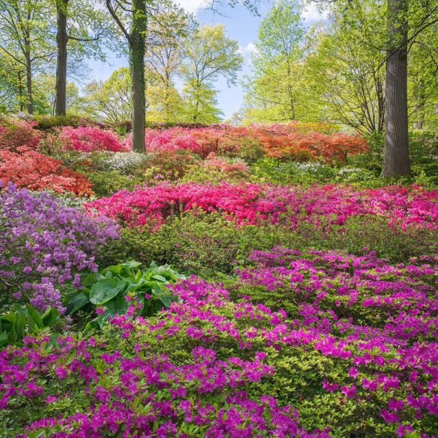 The Chilton Azalea Garden is in fine form this weekend as we kick off our Mother’s Day Weekend garden party! If you’re still looking for ideas on how to treat Mom to the day out she deserves, hit the link in our bio to grab your tickets—and meet us at the Garden for lawn games, hands-on crafts, live music, and delicious bites from our friends at the @BronxNightMarket throughout this Saturday and Sunday, May 13 & 14.
 
It’s not too late to show her you care by giving her the gift of spring. 💐
 
#MothersDay #Rhododendron #plantlove