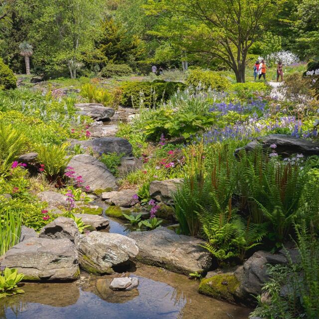 If you haven’t visited the Rock Garden in a while, you’re missing out on the year’s best showing of jewel-like alpine plants in flower. 🌼🐝🍃

This secluded collection tucked behind the Native Plant Garden offers a cloistered space of peace and quiet filled with small, delicate flowers that bring big color in spring, inviting you to take a seat, breathe deep, and connect with nature for a while. And the gentle, rushing water of the Rock Garden’s Cascade only adds to the good vibes.

Be sure and make a stop while the plants are celebrating the warm weather!

#plantlove
