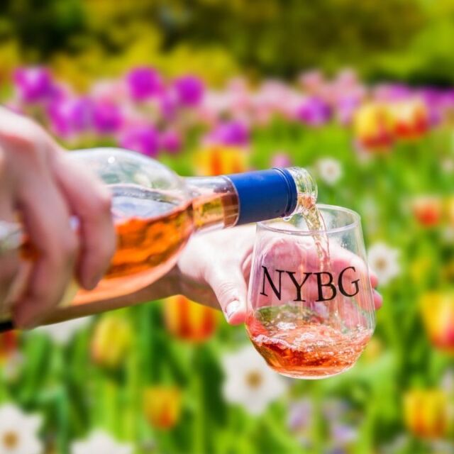 There's no better pairing for a glass of rosé than a day out in New York's most beautiful spring landscape! 🍷🌿

This Saturday and Sunday, May 20 & 21, sip and savor the season during Spring Uncorked at NYBG, a weekend for wine lovers featuring the best of regional wineries from the Hudson Valley, Brooklyn, and Long Island—with samples to taste and a wide selection of bottles to purchase. The flowers and foliage of the season set the scene for you to relax to live music, learn the science behind the vintner's craft, and kick back with a variety of crafts and lawn games while enjoying delicious lunch options from our friends at the @BronxNightMarket.

This once-a-year event is coming up quickly, so don't wait—hit the link in our bio to get your tickets while they last!

#SpringUncorked