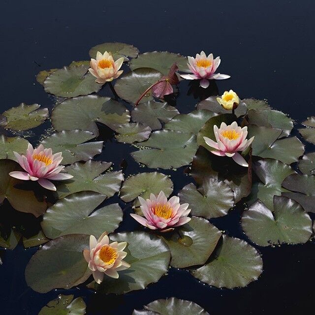 In this new showcase of our top images each week, highlighting our appreciation and connection to plants and the natural world, join NYBG Photographer Marlon Co as he shares his favorite moments from his journeys around the Garden. 📸🪷🌞

Spring is always an active time at NYBG, and on any stroll through our 250 acres you'll experience signs of life blooming all around you. Even now, as the season again turns over a new leaf, you can witness the lushness of plant life filling the Garden. The returning laughter of school groups matched in intensity with nearby bird songs, a water lily in bloom, and roses making their earliest appearance are just a few of the things happening here right now. The evidence is clear: Summer is on the horizon, but for now here's what we enjoyed this week.

Check out the first installment of “Presently at NYBG” through the link in our bio.

#Nymphaea #Paeonia #plantlove #PresentlyAtNYBG