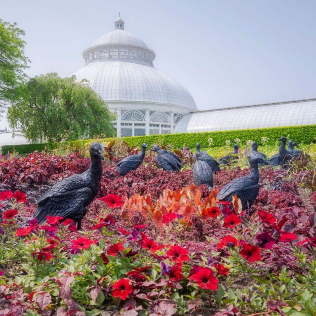 The vultures have landed… and here’s a sneak peek at just a few of the many visitors making themselves at home ahead of the public opening of Ebony G. Patterson’s long-awaited NYBG debut, “…things come to thrive…in the shedding…in the molting…”—kicking off this Saturday, May 27. 
 
Join us for the exciting first weekend of this major site-specific exhibition to explore provocative garden-inspired installations and exotic flora—from a monumental peacock sculpture to swarms of these glitter-encrusted scavengers—in works that examine the secrets to be found buried just beneath the garden as you know it.
 
We’ll be open through Monday for a long weekend in celebration of this captivating moment in NYBG’s history by one of the most exciting contemporary artists of our time. Hit the link in our bio to get your tickets and experience the show for yourself.
 
#EbonyGPatterson #EbonyGPattersonNYBG