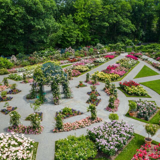 Have you stopped and smelled the roses yet this season? How about THOUSANDS of roses? 🌹🌹🌹
 
Leave the stresses of the work week behind this Saturday and Sunday, June 3 & 4, during our Rose Garden Weekend as you immerse yourself in over 500 varieties of classic beauties in the Peggy Rockefeller Rose Garden! With this historic collection now at peak color as we make our way into June and the final weeks of spring, this weekend is the perfect time to join us for a tour among clouds of incredible floral fragrance.
 
Hit the link in our bio to get your tickets as we celebrate summer in bloom at NYBG.
 
#RoseGardenWeekend #plantlove