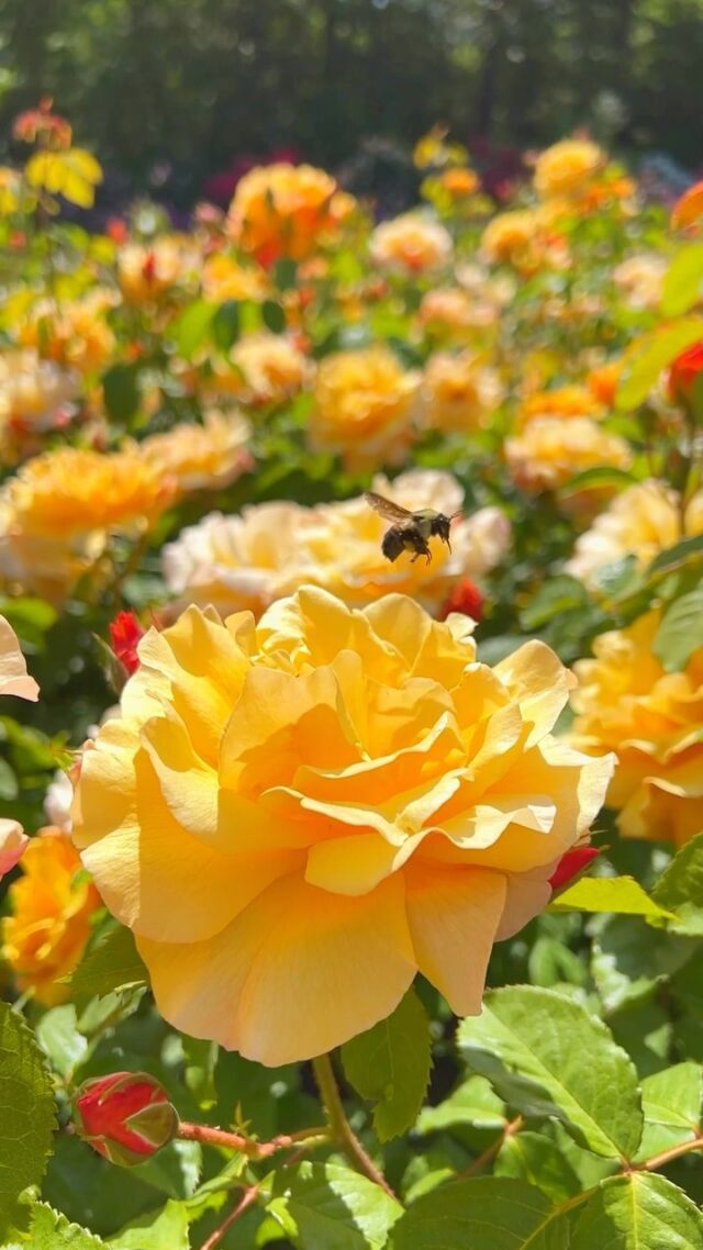 The Peggy Rockefeller Rose Garden continues to wow us as we get closer to the first day of summer, and at the peak of its beauty, it’s a can’t-miss weekend visit. 🌹
 
Don’t let this joyful time of year pass you by! With the roses showing off their sunny faces, warm and welcoming weather to soak up as the days get longer, and a world of colorful beauty to explore all across our 250 acres, it’s the best time to throw on your favorite sunglasses and stop by. 🕶️🌤️
 
Hit the link in our bio to grab your tickets now.
 
#roses #plantlove