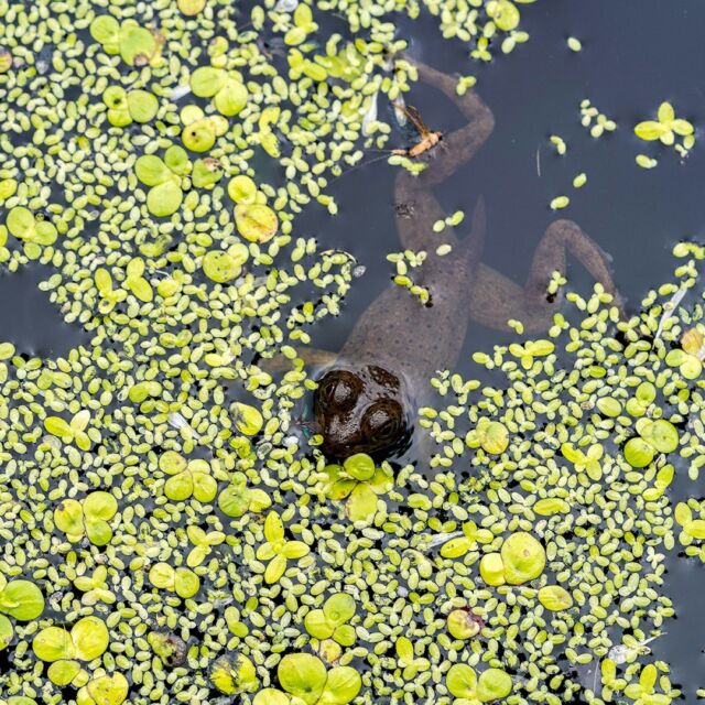 A young green frog lazes the day away among aquatic plants in the Native Plant Garden, soaking up the late spring rays as it waits for lunch to pass by. 🐸🪰

The blooming flowers and rich green foliage of the Garden this time of year also invites a wide variety of wildlife to enjoy the weather and scenery. What have YOU seen lately on your journeys around the Garden, whether it's feathered, finned, furred—or froggy?

#wildlife #plantlove