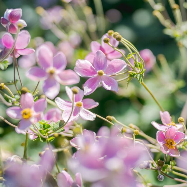 We’re seeing PINK in the Perennial Garden this week thanks to the Japanese anemones now in bloom! 🌸💕

This collection is always a great spot to take in blooming summer beauty, with its uniquely planted “rooms” and many visiting pollinators, and all you have to do to find these picture-perfect flowers is follow the bumblebees.

#Anemone × hybrida ‘Robustissima’ #plantlove