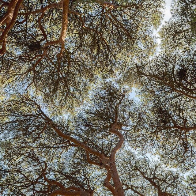 If you’re feeling shy, the Ross Conifer Arboretum might be the collection for you—where the trees are equally so! 🌲
 
You may have seen “Crown Shyness” at NYBG before, a phenomenon where certain tree species—and in some cases, different species—refuse to touch branches and leaves as they grow, instead creating channels that look like rivers on a map. While scientists aren’t sure exactly why, the theory is that it helps trees avoid spreading diseases or pests from one to the next. So the next time you find yourself surrounded by trees, don’t forget to look up! You might find a fascinating surprise in the canopy.
 
#Pinus densiflora ‘Umbraculifera’ #plantlove