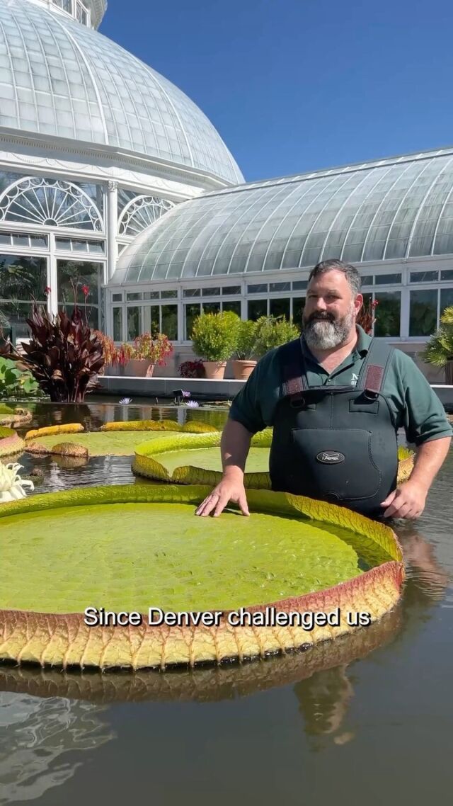 Water lily weigh-off challenge accepted! 🤝🪷

Last week, @denverbotanic threw their hat in the ring for a summer face-off unlike any other: whose water lily pads can hold the most weight before taking on water? And we couldn’t turn down the opportunity. Join Marc Hachadourian, our Director of Glasshouse Horticulture, in the Conservatory Courtyard Pools as he puts our Victoria amazonica to the test with sandbags and weights—and see who comes out victorious. 🙌

Looking for more horticultural happenings from the Garden? Hit the link in our bio to follow us on TikTok, too!

#WaterLilyWeighOff #plantlove