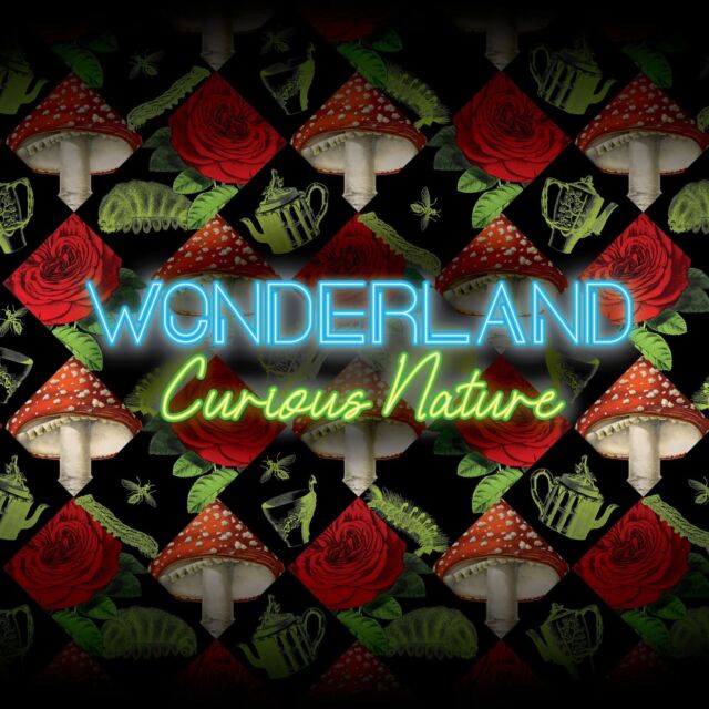 Are YOU ready to venture down the rabbit hole? Join us in 2024 for Wonderland: Curious Nature! 🕳🐇🌹
 
Next spring at NYBG, explore our collections through a new lens during a one-of-a-kind, Garden-wide adventure through settings, sights, and scents inspired by the classic tale of Alice’s Adventures in Wonderland. You’ll choose from a variety of experiences as you embark on a journey encompassing mind-bending horticultural displays and mesmerizing and immersive art installations across our 250 acres.
 
Spanning spring, summer, and fall, this major exhibition invites you to discover a rose garden fit for a queen, experience moments of outsize scale and unusual perspective, and “go mad” for imaginative dining experiences, whimsical pop-ups, and so much more.
 
Visit the link in our bio to sign up for ticket alerts and learn more about this fantastical new Garden experience kicking off May 18, 2024!
 
#WonderlandNYBG