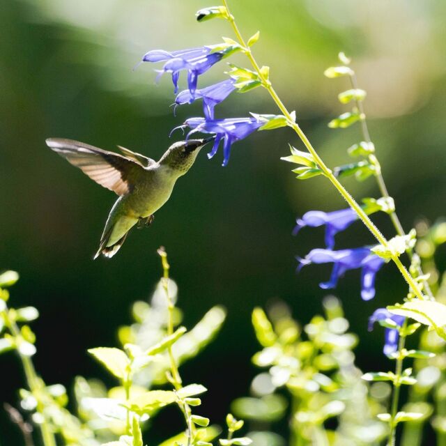 Hummingbird alert! For all of you asking when we’d see them this year, the time is now. 🚨🐦
 
The ruby-throated hummingbirds that take lunch at the Garden in late summer and early fall have been elusive—at least until this week. Look for these hovering green puffs of energy throughout our collections, and especially in the Perennial and Native Plant Gardens.
 
Have the hummingbirds made it to your neck of the woods yet? Let us know in the comments!

#hummingbirds