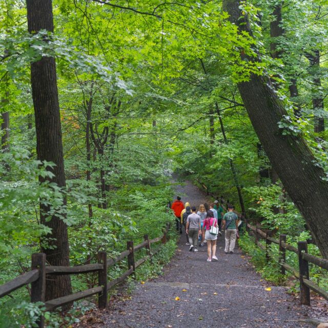 As we wait for fall’s cool, crisp air, there are few places at the Garden like the Thain Forest to beat the heat. 🌲🍃

Miles of trails wind through this 50-acre woodland—the largest remaining tract of old-growth forest in NYC, and the perfect chance to see what the five boroughs looked like before the City existed. And with tours ranging from botanical explorations of the Forest’s tree species, to Indigenous perspectives on these age-old spaces, and the relaxing meditations of forest bathing, there’s plenty to discover as you walk these shady, sun-dappled paths.

Hit the link in our bio to learn more about upcoming Forest tours at NYBG.

#ThainForest #plantlove