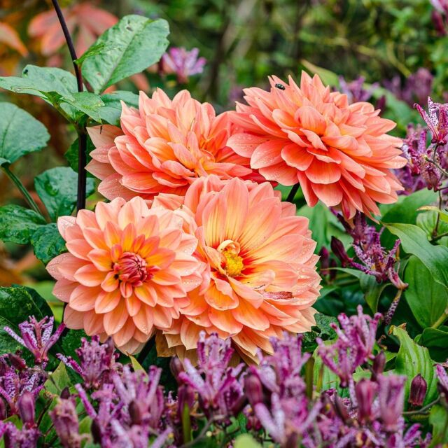 Over the next few weeks at NYBG, join us for a celebration of cultural traditions and botanical heritage during Hispanic/Latinx Heritage Month! 💐

You’ll enjoy a lively variety of on-site and digital programs—to spotlight the important contributions and histories of the plants and people making up this diverse community—with educators, gardeners, community partners, and plant tours.

Visit the link in our bio to see everything happening in-person and virtually this year!

#Dahlia #HispanicLatinxHeritageMonth #plantlove