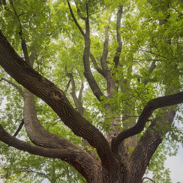 This white ash is not only notable for its size, but for its regional rarity—making it a shoe-in for NYC’s Great Tree Search. 🌳
 
Last held all the way back in 1985, @nycparks’ Great Tree Search invited locals across the five boroughs to nominate trees of unusual size, interesting or rare species, unusual form, or historical significance, with the winning trees receiving special recognition for their importance to our City. Now, after over 35 years, it’s time to create a new list—and this time, the trees will be featured in an interactive city-wide map representing the incredible diversity and scale of NYC’s urban forest.
 
Hit the link in our bio to hear from Melissa Finley, our Thain Curator of Woody Plants, as she shares some of HER favorite NYBG trees and why they’re worth nominating, as well as how to cast your vote in honor of our leafy friends (whether they’re in a garden or on your street)!
 
#Fraxinus americana #GreatTreeSearch #plantlove