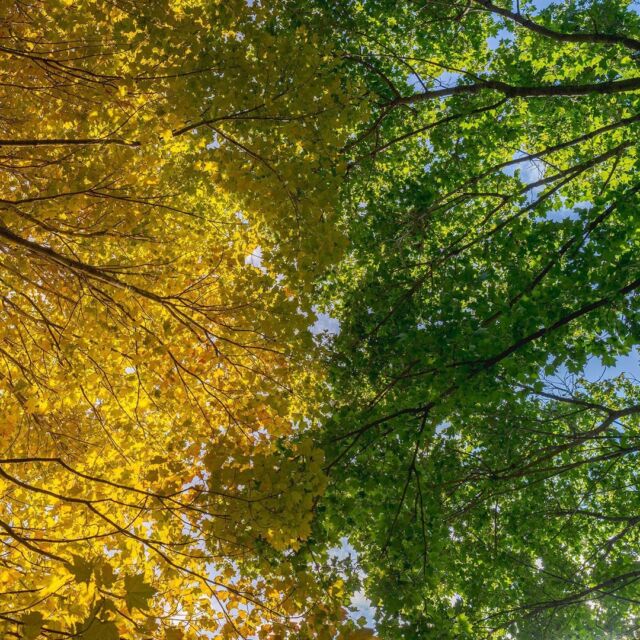 With the first of the red maple leaves making their star turn, fall is definitely on the move here in the Bronx! 🍂🍁🌤️

Stay tuned as our 250 acres make the big switch to bright swaths of red, orange, and yellow as cozy season continues to settle in here in NYC.

What's flipping on the fall color in your neighborhood right now?

#Acer rubrum 'Scanlon'