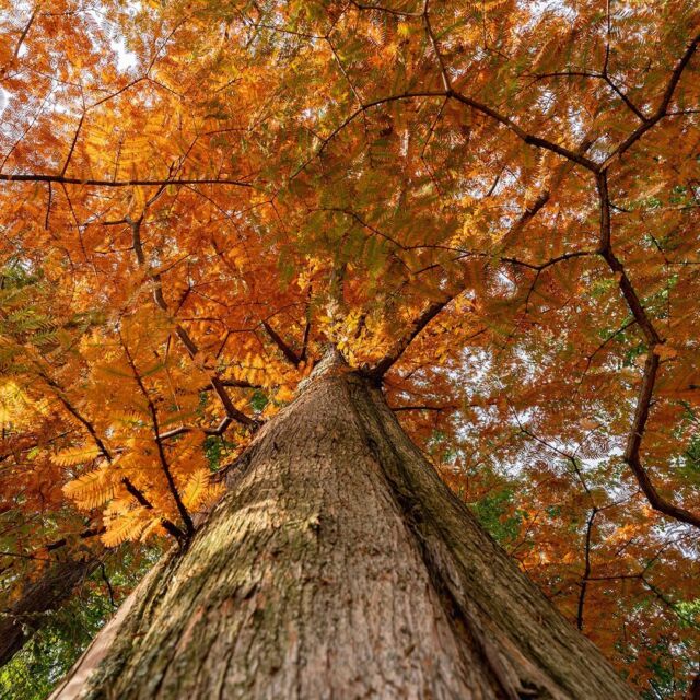 With our fall foliage now at PEAK color, drop by to leaf locally with us during Fall Forest Weekends! 🍂🍁
 
Kicking off this Saturday, November 4, these weekend outings are your best opportunity to explore the unbelievable autumn beauty of NYBG with experts from the Garden and beyond. Join us for sapling giveaways, herbarium specimen mounting demos, and more. Then celebrate #NativeAmericanHeritageMonth with tours from @moskehtuconsulting, exploring our old-growth woodland to discover the history and culture of local Indigenous peoples and the plants they relied on for food, medicine, and more.
 
There’s so much to see and do, and fall color only sticks around for so long—grab your tickets now through the link in our bio.
 
#Metasequoia glyptostroboides #FallForestWeekends