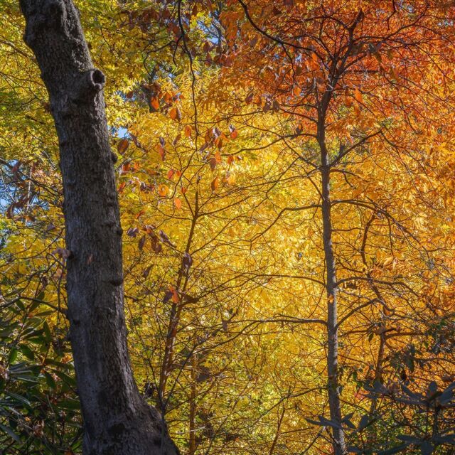 Our final Fall Forest Weekend of the year kicks off this Saturday as we celebrate fall color, the beauty of our 50-acre Forest, and #NativeAmericanHeritageMonth at NYBG. 🍂🌤️

Visit the link in our bio to get your tickets, and join us under the colorful canopy of the Thain Forest for hands-on craft activities, explorations of this important collection, and tours by Indigenous guides who'll guide you along the winding trails, explaining how traditionally useful plants were identified and harvested by tribes historically and in modern times.

#FallForestWeekends