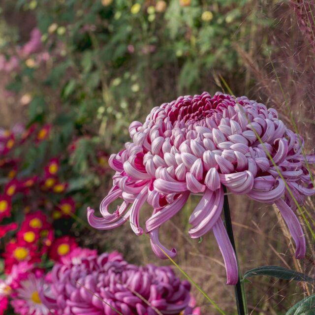 Intricately trained into imaginative forms over the course of 11 months, our kiku are some of the brightest stars of fall. 🌼🌟

Don't miss our spotlight on these elaborate Japanese chrysanthemums in the Nolen Greenhouses through November 12, where modern and ancient styles take the forms of mountains, cascades, and larger-than-life bonsai trees in a rainbow of shapes and colors. It's a must-see spectacle of the fall season!

Hit the link in our bio to learn more and get your tickets to experience these masterworks of horticulture for yourself.

#Chrysanthemum #Kiku

Thank you to our presenting sponsor, Mitsubishi Corporation (Americas)