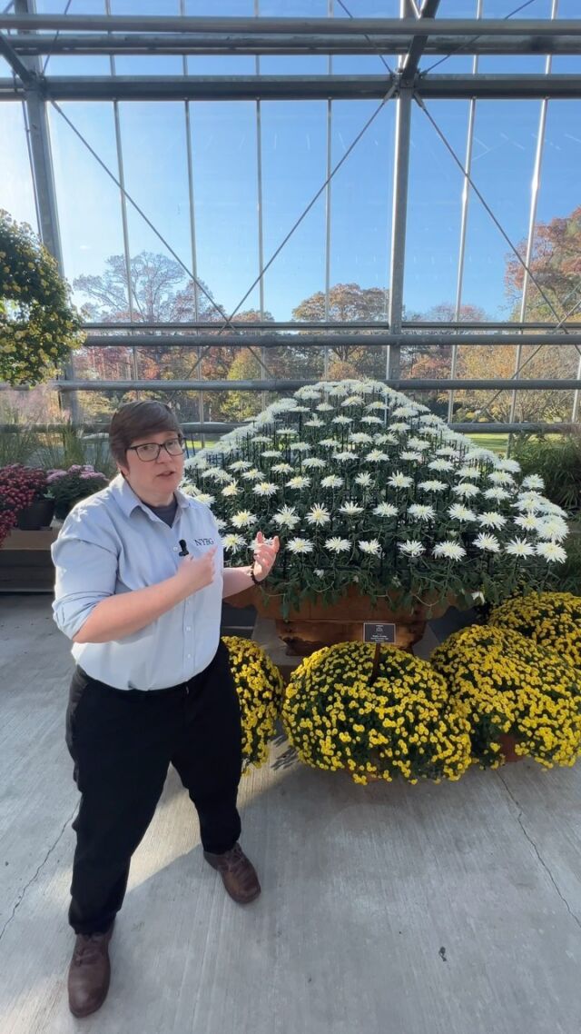 Ever wonder how these stunningly sculptural Japanese chrysanthemums are grown? 🌼✨
 
Take a quick trip to our Nolen Greenhouses for a peek into the complex process of creating kiku, which our horticulturists spend 11 months out of the year training into fantastical shapes, like mountains, waterfalls, and bonsai. Can you believe all of those flowers emerged from a SINGLE plant stem?
 
This is the LAST weekend to catch our kiku before the display closes, so see it for yourself by this Sunday!
 
#kiku #chrysanthemum