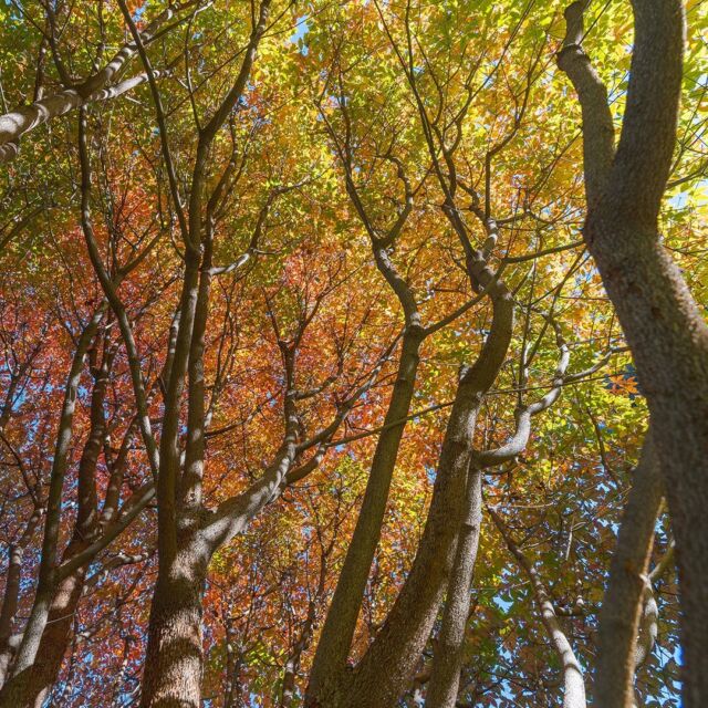 While the holidays are here in full swing, and the temperatures are tumbling, you can still find moments of fall beauty in the final weeks of the season—especially among the maples. 🍁

Be sure and make time this week to seek out these scenes during your trip to the Holiday Train Show (we recommend the Thain Forest and Ross Conifer Arboretum to start!) 🌲

#Acer ‘Cinnamon Girl’