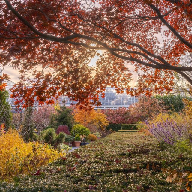 As the Perennial Garden says goodbye to fall and readies for its winter wardrobe, we're grateful for an incredible season of color this year! 🍂🍁

If you had the chance to get out and about over the last couple of months and explore our 250 acres in all its reds, yellows, and oranges—what was your favorite foliage moment?