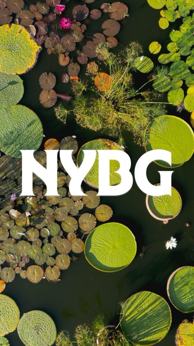 Meet our new brand. 💚🪴

We’ve been hard at work building a new identity to represent who we are as a cultural institution, as leaders in plant science, and as stewards of nature in the Bronx, New York City, and around the globe. We hope you’re as delighted as we are to share in this exciting moment.

Get a glimpse of our new look here, and visit the link in our bio to learn more about our new brand!