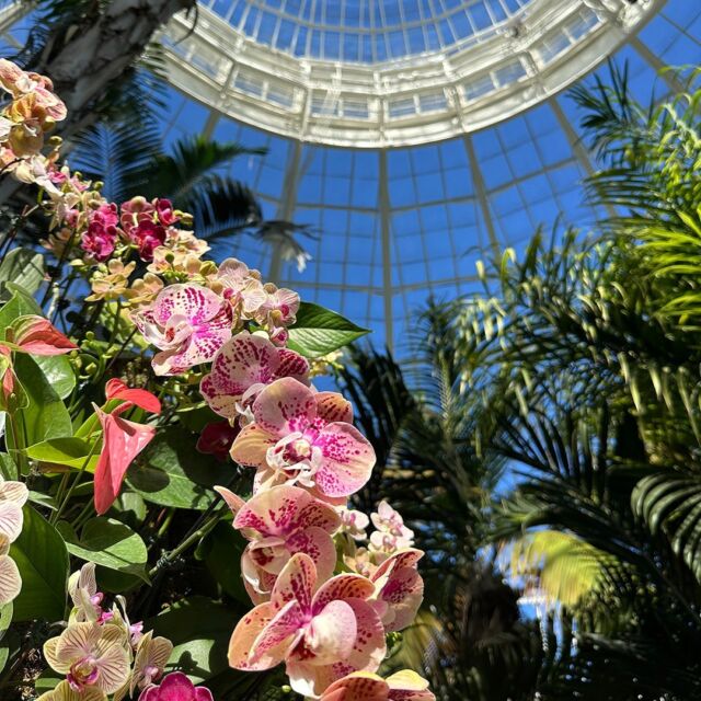 The Orchid Show’s big moment is nearly here! 🌺💃
 
Over the last few weeks the tropical collections of our Haupt Conservatory have been "in makeup," getting ready for the runway with the fashion-inspired floral designs of @collinastrada, @dauphinette.nyc, and @flwrpstl coming to life. We’re NEARLY ready introduce you to the wardrobe, with its thousands of colorful orchids soon to take the spotlight.
 
Circle it on your calendars—The Orchid Show: Florals in Fashion opens in ONE WEEK on Saturday, February 17. Get your tickets now through the link in our bio.
 
#TOSNYBG #FloralsInFashion