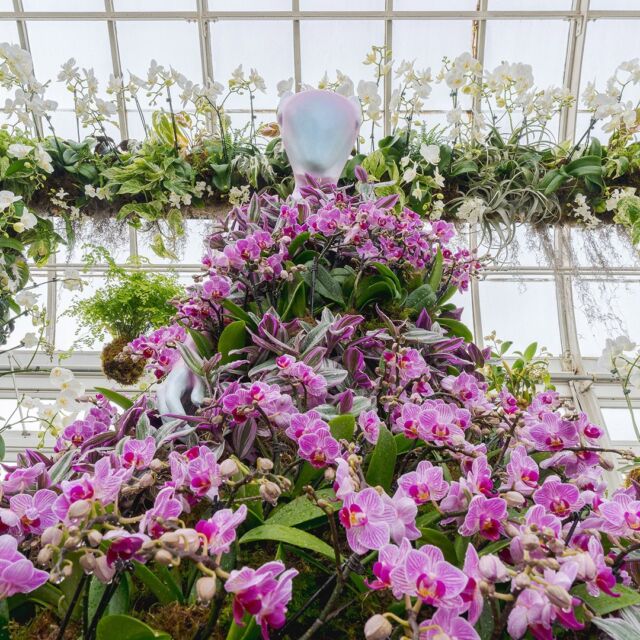 Ready for the runway? The Orchid Show: Florals in Fashion opens THIS Saturday, February 17, and we can’t wait to see you there. 🌺🌟
 
This weekend, kick off this year’s FABULOUS extravaganza of all things orchids with inspired designs by @flwrpstl, @dauphinette.nyc, and @collinastrada—works you’ll really want to experience in person. Together with these fashionistas we’ve been hard at work putting together a show unlike any other, with thousands of blooms making up a celebration of floral fashion, and we’re so excited to reveal the new “line.”
 
Get your sneak peek here, then grab tickets through the link in our bio (you’re welcome to dress for the occasion)!
 
#TOSNYBG #FloralsinFashion