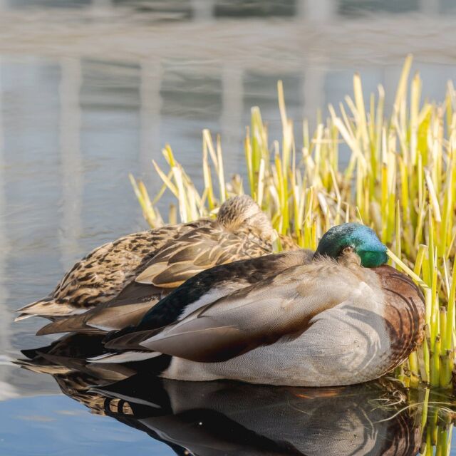 Nothing says “healthy relationship” like sharing a cozy winter nap, at least if you’re a duck. 🦆🌤

The mallards have been enjoying the crisp, sunny weather on the still waters of the Conservatory Courtyard pools as they wait for spring’s return. (We’re just as ready!)