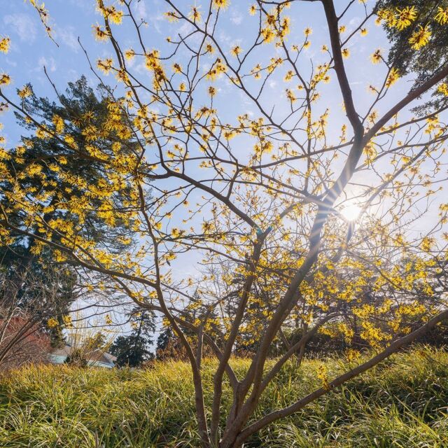 The first of winter’s witch-hazels are in bloom! And that means spring’s coming around the bend. 🌼👀
 
Keep your eyes peeled for this seasonal favorite in spots all around the Garden, a welcome sight in winter that tides us over as we wait for the outdoor burst of colors to come.
 
#Hamamelis