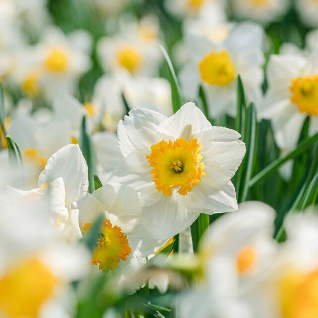 After an entire century, Daffodil Hill has seen the bloom of millions of flowers. And as we celebrate its centennial this spring, we want to hear about YOUR favorite memories there. 🌼🎂
 
Join us as we honor the 100th birthday of our iconic meadow of daffodils, a treasured collection opened in 1924 that’s been the spot for countless first dates, selfies among the flowers, inspiring musical performances, beer and wine festivals, and more lawn games than we can count. Take a look here at how it’s changed over the years, then hit the link in our bio to learn more, follow along with this season’s bloom—and submit your favorite Daffodil Hill memories and photos for a chance to be featured on our feed this spring!
 
#DaffodilHill100 #Narcissus