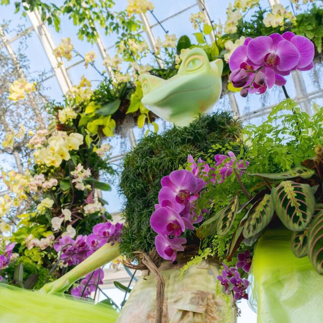 It’s officially the LAST day to catch The Orchid Show: Florals in Fashion—and we’re open for the occasion. 👋🌺

If you haven’t made the quick trip to the Bronx to experience this fabulous moment in botanical fashion for yourself, come join us today! An afternoon among the orchids as spring fills the Garden is all the excuse you need (to visit, AND to wear your best seasonal looks).

#TOSNYBG #FloralsInFashion