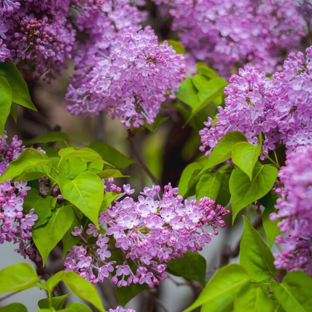 Lilac lovers, it's nearly that time of year. Our most fragrant spring beauties are blooming at long last. 💐

Want to keep track of our highlight collections as we make our way through peak seasonal color? It's easy—just hit the link in our bio to follow the lilacs, azaleas, and much more!

#Syringa #SpringIsHere @marlonco.photography