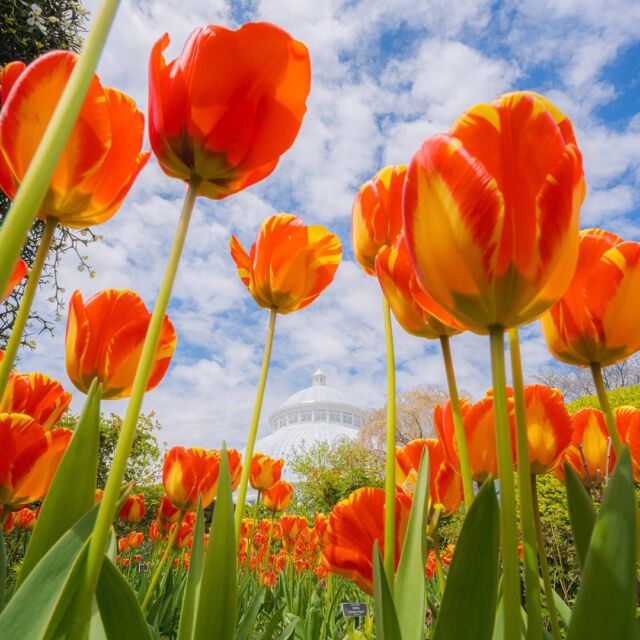 Tulips are trending this week, from the Perennial Garden to the Visitor Center. 🌷

All around the Garden you’ll find little pockets of joy filled with big, bright tulip flowers to set the spring scene. And they come in all sorts of vivid colors. What’s your fav?

#Tulipa @marlonco.photography
