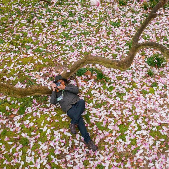 As our staff photographer, Marlon Co (@marlonco.photography) knows all of the Garden’s best angles. Want a peek into his day-to-day work behind the camera? 🌼📸
 
Spring’s big show is just one of the annual highlights of working at NYBG, and through rain, snow, and dark of night, Marlon is always out and about, searching for nature’s most incredible moments in every season. Hit the link in our bio to hear from Marlon as he shares his always-evolving artistic process, some of his favorite recent shots like these, and tips for budding nature photographers. There’s no need for stock photos when you’re surrounded by scenery like ours!

#Tulipa #Camellia japonica #Prunus
