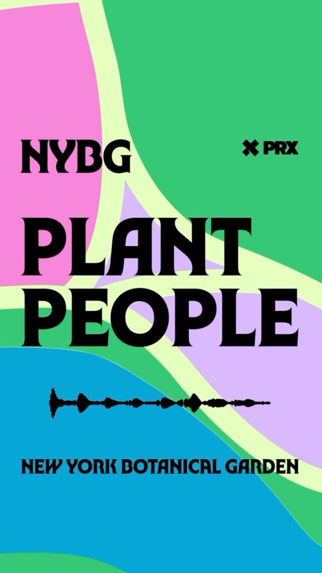 Ears up! 🔊 We’re dropping an all-new series that dives into the many ways plants and people are inextricably linked. Grab your headphones for Plant People—a new podcast from NYBG and @prxofficial. 🎧🤳

Together with the Garden’s CEO & President, Jennifer Bernstein, you’ll connect the dots between nature and humanity through lively conversations with scientists, gardeners, and other experts as she digs into the many ways we rely on plants to thrive—and what we can do to return the favor.

Check out the trailer through the link in our bio and subscribe ahead of our first episode drop on May 20. You don’t wanna miss it!

#PlantPeople #PlantPeopleNYBG